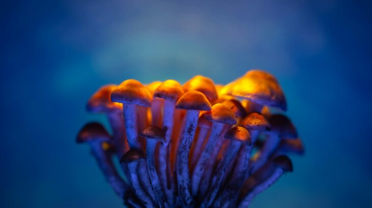 psilocybin mushrooms